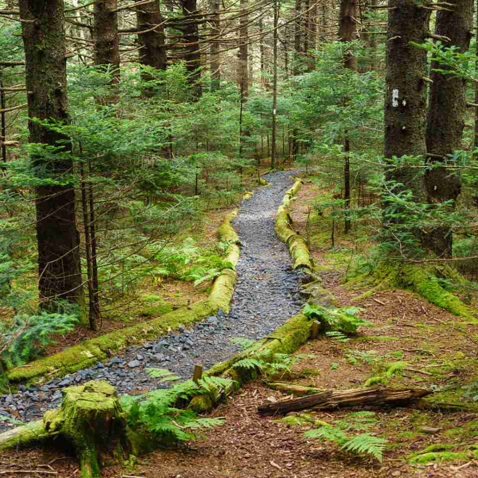 Photo of a section of the Appalachian Trail as it meanders through the woods