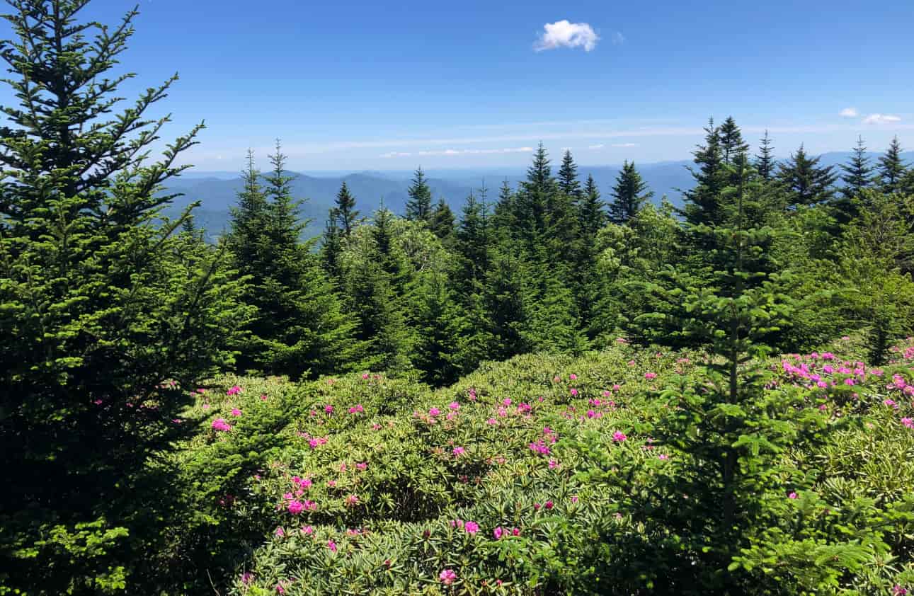 Photo of the Rhododendron Gardens in bloom atop Roan Mountain